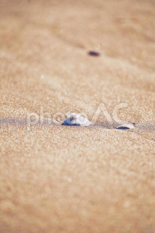 砂浜と貝がら 砂浜,貝がら,貝殻の写真素材