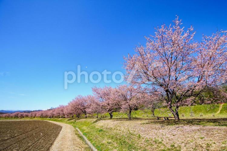 青空に映える早咲の桜 桜,春,青空の写真素材