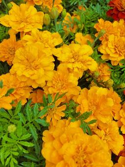 Marigold, JPG Marigold, JPG