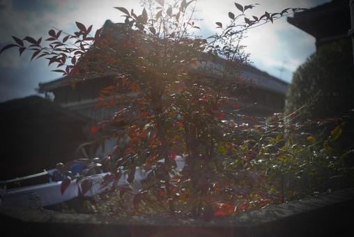 紅葉している小さな植物 紅葉している小さな植物の写真