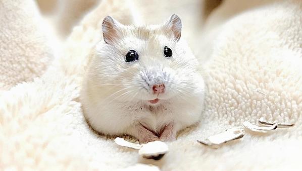 Yellow Djungarian hamster eating sunflower seeds, JPG