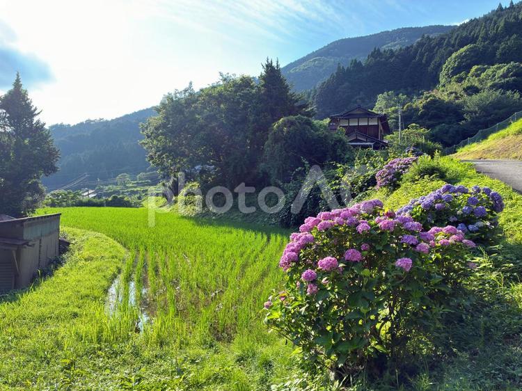 猪篠の棚田 棚田,神河町,猪篠の写真素材