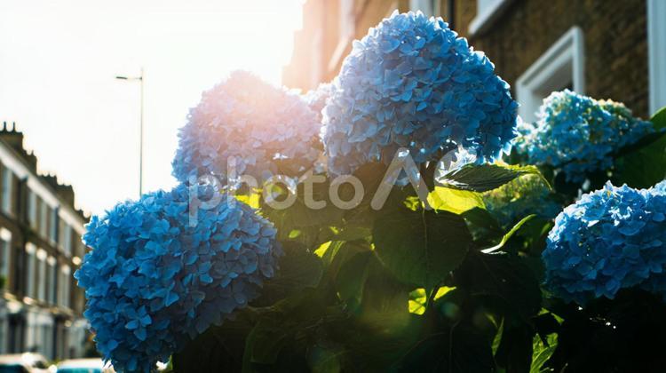 日差しの中の青い紫陽花 アジサイ,風景,自然の写真素材