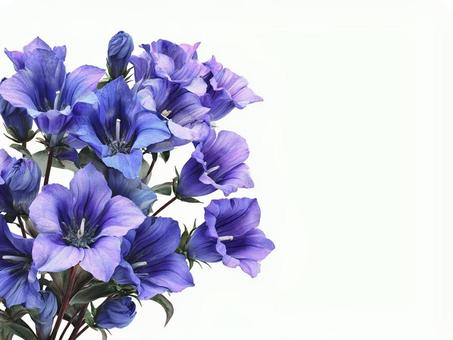 秋のリンドウの花束 秋のリンドウの花束の写真
