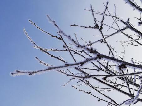 Ice Trees, JPG