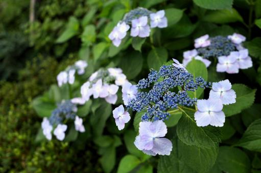 梅雨の晴れ間に咲く紫陽花 梅雨の晴れ間に咲く紫陽花の写真