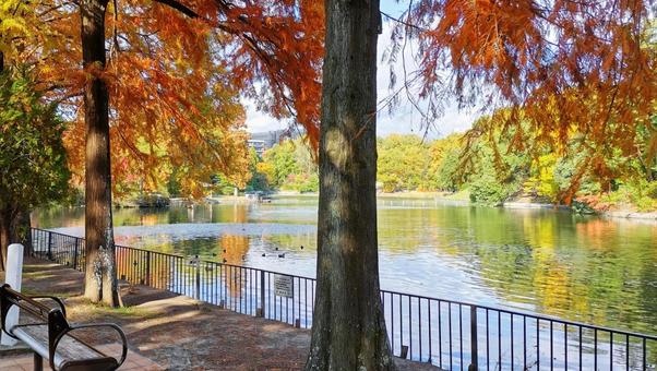 秋彩映す公園の池 自然公園,池の秋彩,秋の公園の写真素材