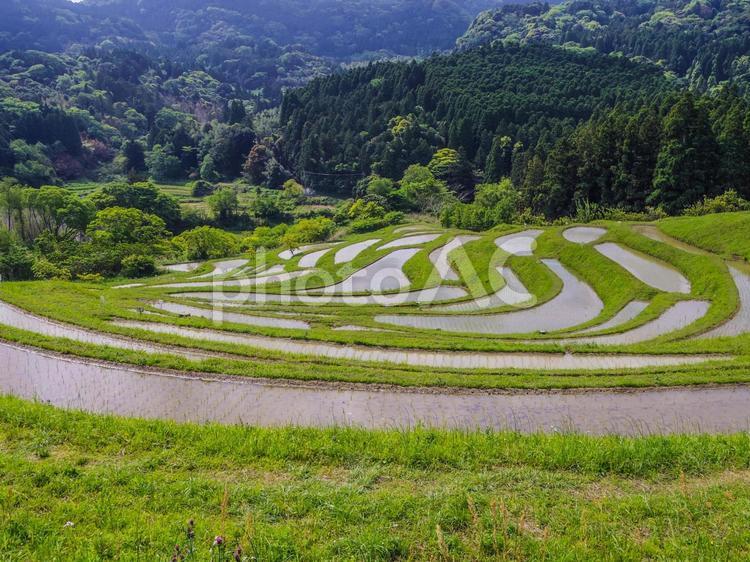 【千葉県】鴨川市・大山千枚田 大山千枚田,棚田,鴨川市の写真素材