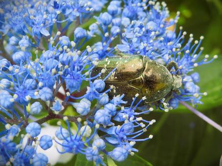 Close-up of a flower beetle, JPG Close-up of a flower beetle, JPG