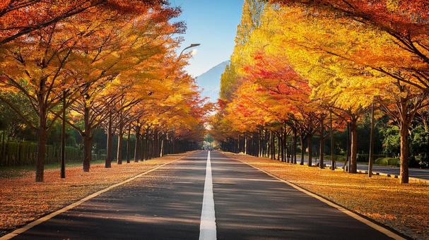 秋の公園 秋,イチョウ,いちょうの写真素材