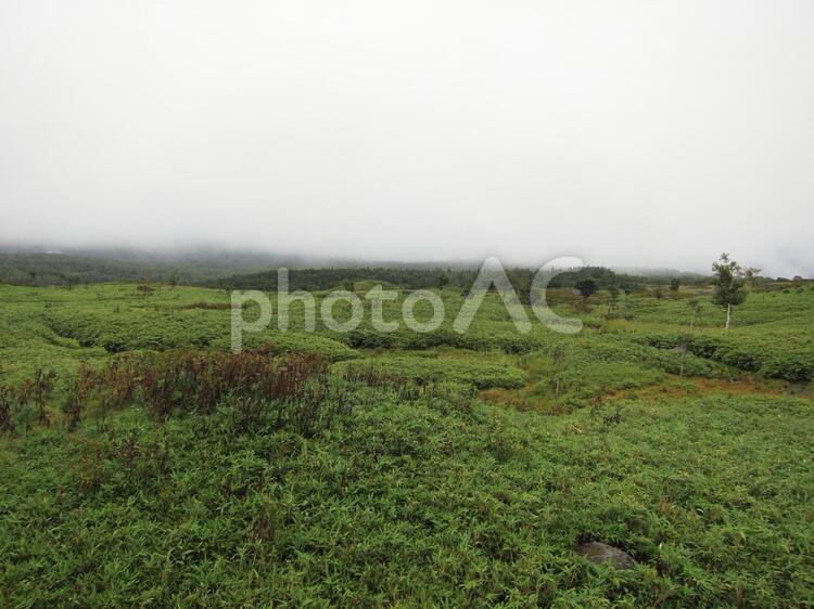知床の原生林 知床五湖,斜里町,斜里郡の写真素材