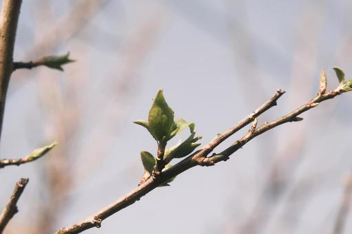 芽吹き 春の訪れ 芽吹き 春の訪れの写真