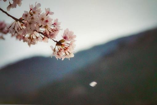 ソメイヨシノ(花の舞) ソメイヨシノ(花の舞)の写真