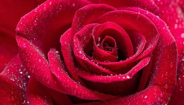 真紅のバラの花に水滴 ビューティー背景 真紅のバラの花に水滴 ビューティー背景の写真