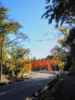 秋の亀山湖・メタセコイアの紅葉（君津市） 秋,メタセコイア,紅葉の写真素材