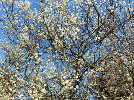 梅の花 梅,木,花の写真素材