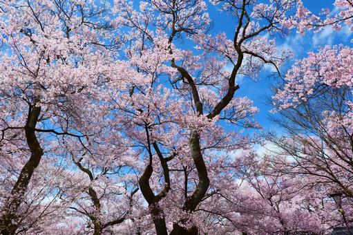 高遠城址公園の桜。4月中旬。 さくら,桜,春の写真素材