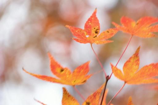 Autumn leaves swaying in the wind, JPG