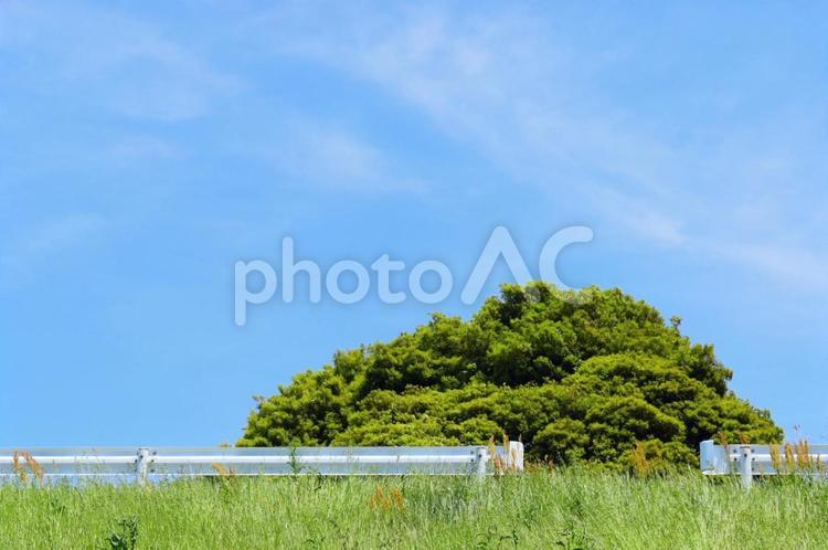 ガードレール越しの樹木と青空 青空,春空,空の写真素材