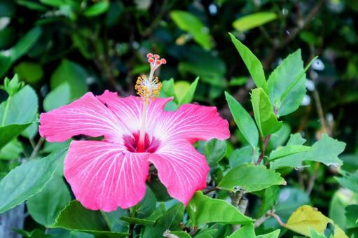 ハイビスカス ハイビスカス ハイビスカス,花,沖縄の写真素材