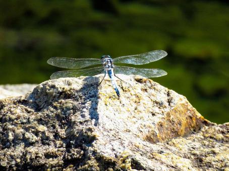岩場に降りたシオカラトンボ 岩場に降りたシオカラトンボ シオカラトンボ,昆虫,生き物の写真素材
