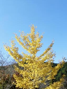 日差しを浴びるイチョウの葉 イチョウ,銀杏,葉の写真素材