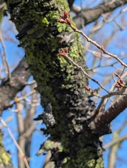さくら 桜 ソメイヨシノ(染井吉野) さくら 桜 ソメイヨシノ(染井吉野)の写真