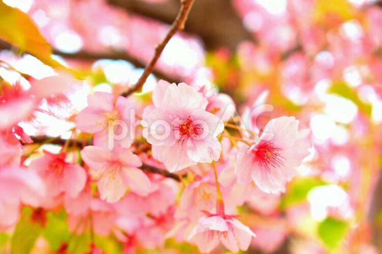 満開の河津桜　さくら 河津桜,カワヅサクラ,桜の写真素材