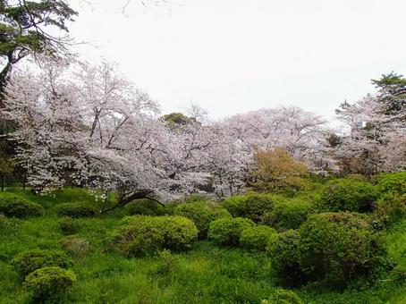 桜 桜 福岡,西公園,桜の写真素材