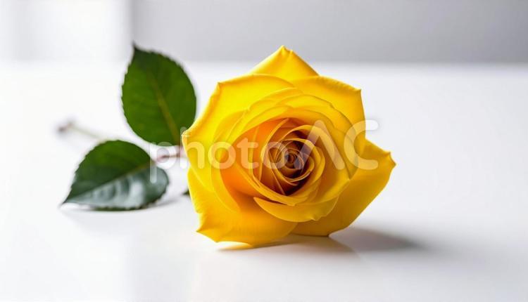 一輪の薔薇の花 薔薇,自然,アップの写真素材