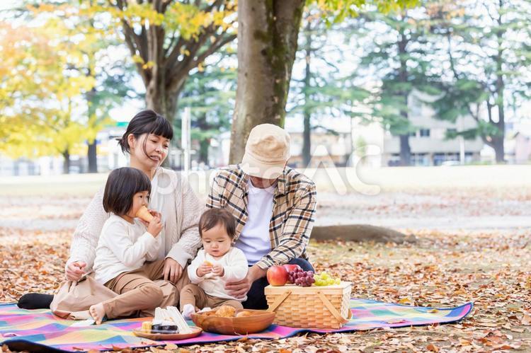 秋の公園で遊ぶ家族・ファミリー ピクニック,行楽,家族の写真素材