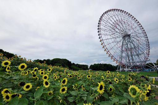 葛西臨海公園 ひまわりと観覧車 葛西臨海公園 ひまわりと観覧車の写真