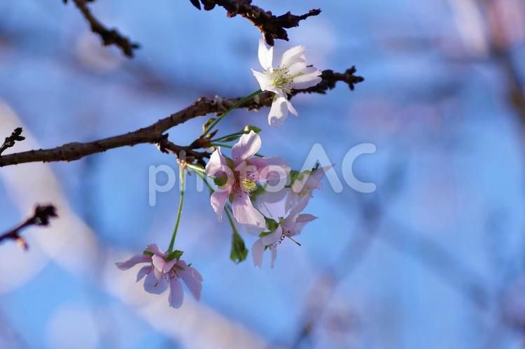 秋晴れを背に冬桜 冬桜,四季桜,10月桜の写真素材