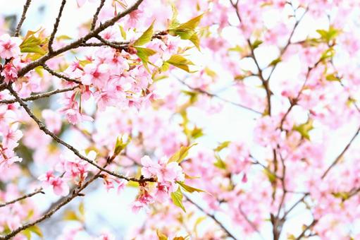 Beautiful Kawazu cherry blossoms, JPG