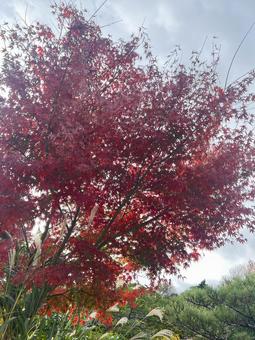 紅葉 もみじ 紅葉 もみじの写真