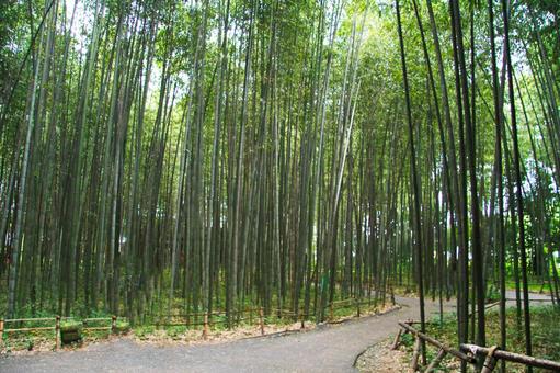 9183 9183 嵐山,竹林,竹藪の写真素材