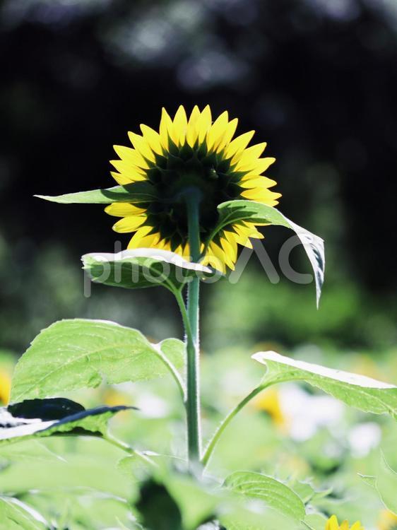 夏のひまわり畑 ひまわり,花,夏の写真素材