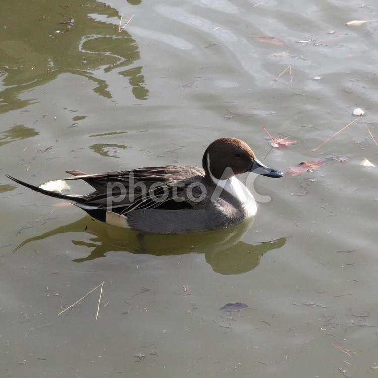 池の水面にぷかぷか浮かぶオナガガモ オナガガモ,鳥,野鳥の写真素材
