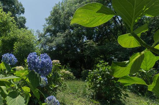 公園のアジサイ 公園のアジサイ あじさい,アジサイ,初夏の写真素材