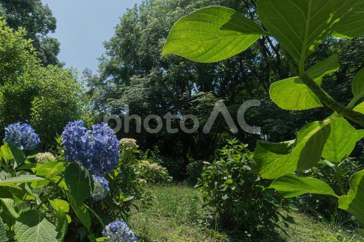 公園のアジサイ あじさい,アジサイ,初夏の写真素材