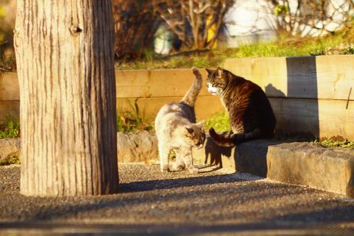 猫 猫,夕方,かわいいの写真素材