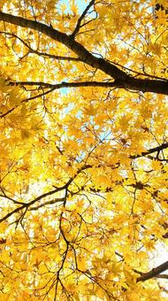 autumn leaves, JPG