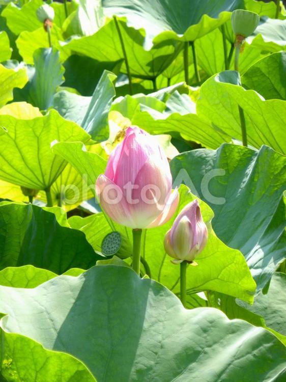 鶴岡八幡宮・源氏池のツボミのハス ハス,花,植物の写真素材