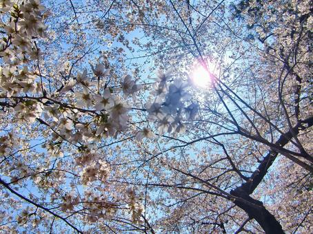 桜の季節-5 桜の季節-5 桜,木,幹の写真素材