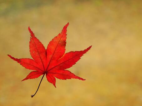 紅葉 紅葉の写真