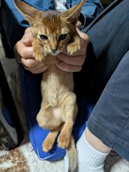 少し成長した我が家のネコ 少し成長した我が家のネコ ネコ,猫,キャットの写真素材