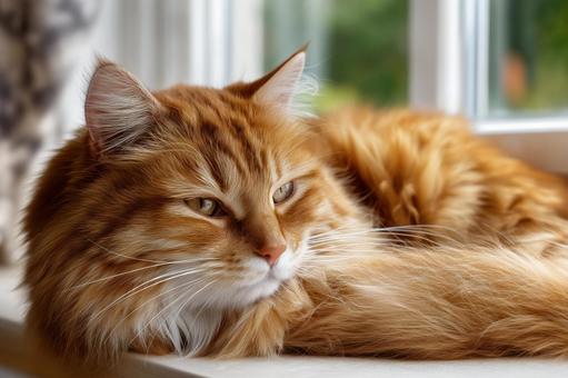 窓辺でくつろぐ長毛種の茶色い猫の写真 窓辺でくつろぐ長毛種の茶色い猫の写真の写真