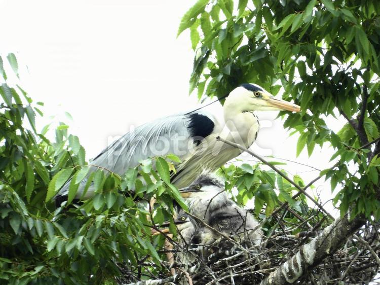 巣の中のアオサギと幼鳥 鳥,野鳥,アオサギの写真素材