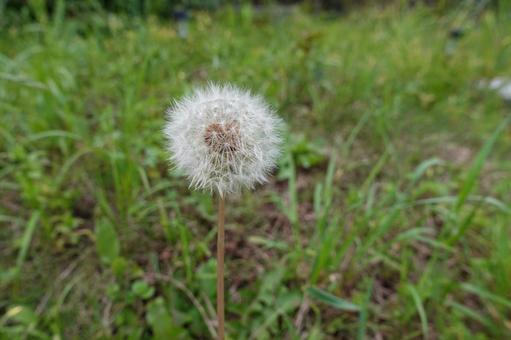 たんぽぽの綿毛 たんぽぽの綿毛 たんぽぽ,綿毛,自然の写真素材
