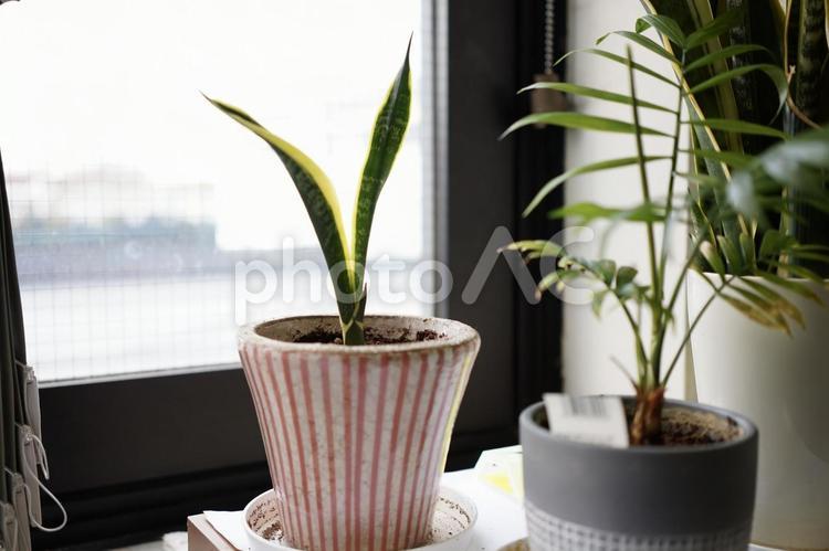 オフィスの窓辺に置かれた観葉植物 サンスベリア,サンセベリヤ,植物の写真素材
